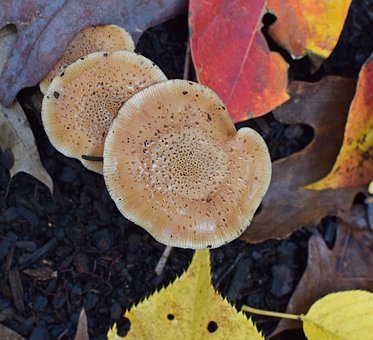Free Rain-Wet Fall Mushrooms Mushroom photo and picture