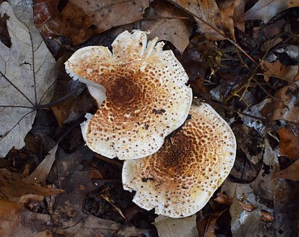 Free Rain-Wet Fall Mushrooms Mushroom photo and picture