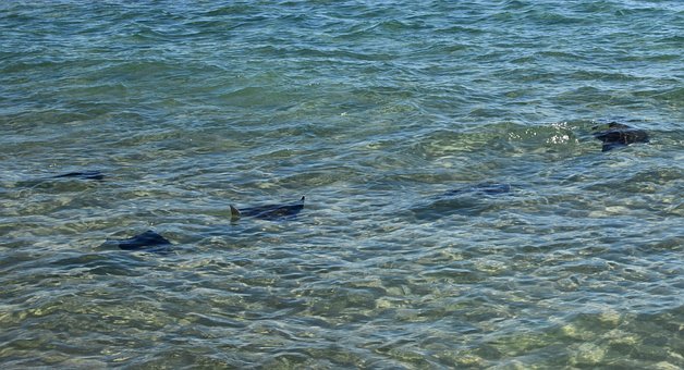 Free Stingrays In The Surf Stingray photo and picture
