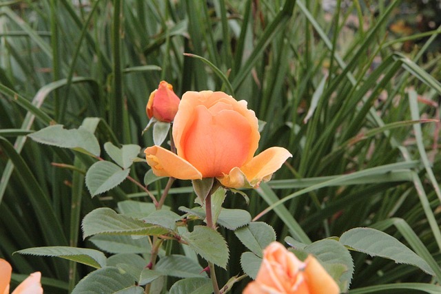 Blume Rosa Orangenblüten Rose - Kostenloses Foto auf Pixabay - Pixabay