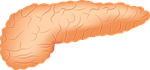 pancreas, organ, anatomy