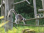 ring tailed lemur, lemur, madagascar