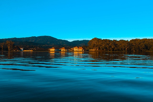 Free Laguna Willow photo and picture