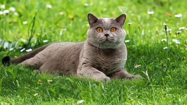 Britische Blau, Kurzhaar Katze, Brite