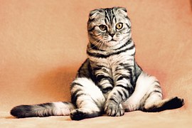 Cat, Kitten, Pets, Animals