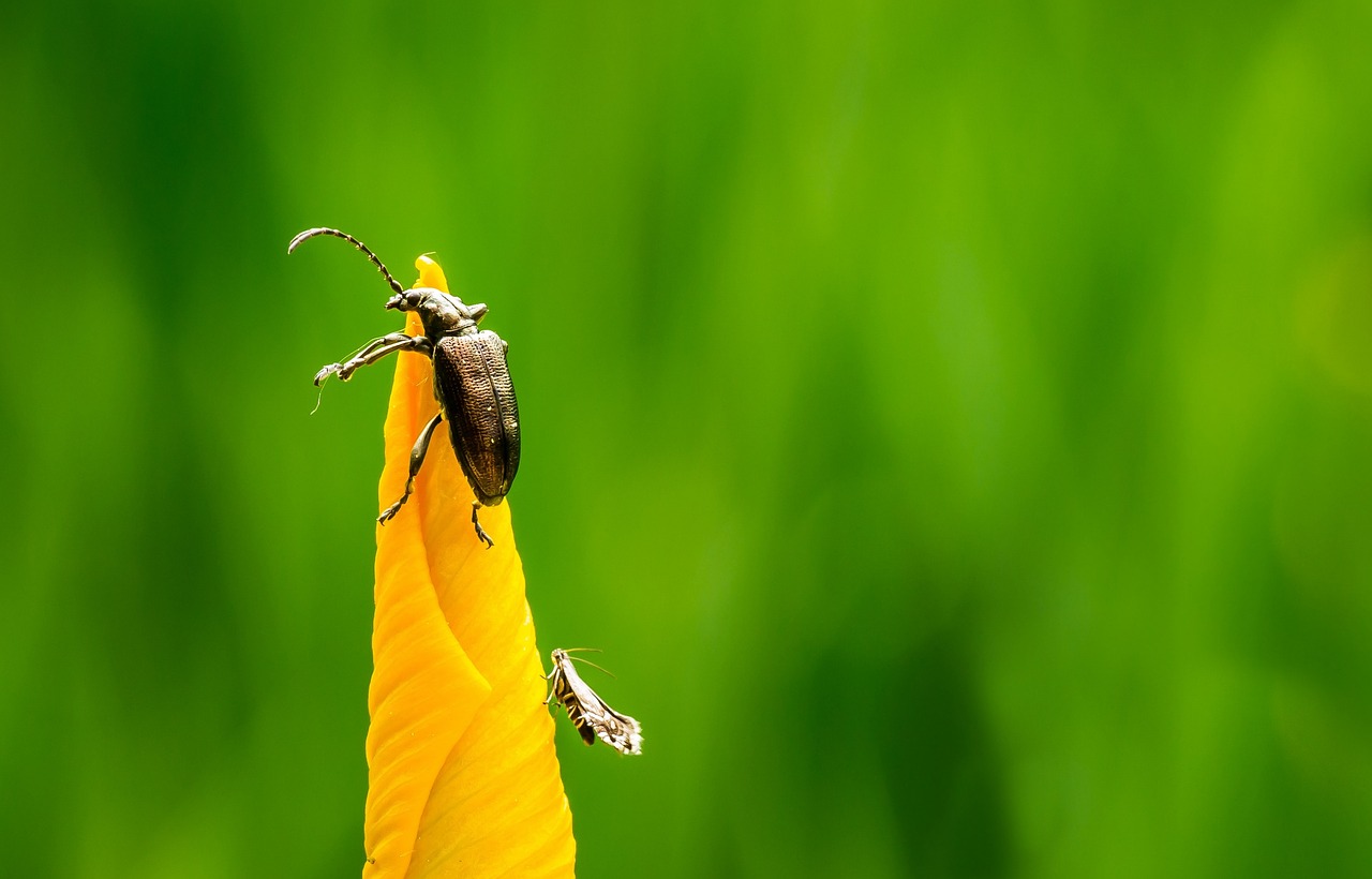 昆虫 自然 绿色 - Pixabay上的免费照片 - Pixabay