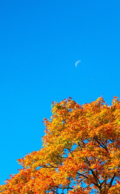 Free Fall Treetop photo and picture