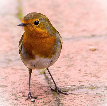 Free Robin Redbreast photo and picture