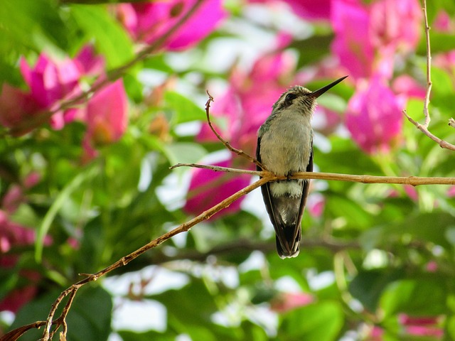 Free Bird Kiss Flowers photo and picture