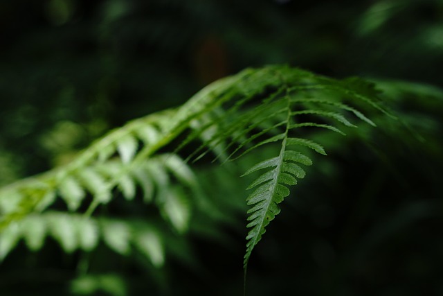 Free Leaf Tropical photo and picture