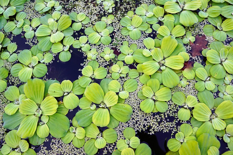 水植物池塘 Pixabay上的免费照片