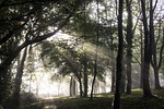 forest, undergrowth, ray of sunshine
