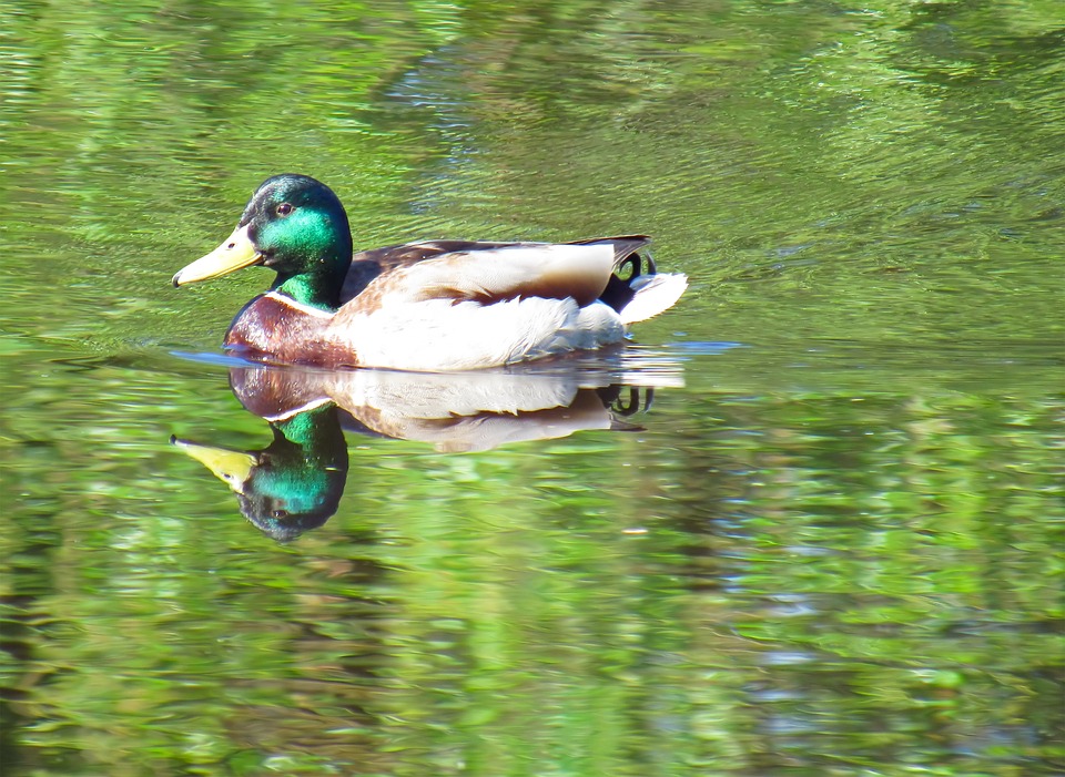Drake Floats Duck - Free photo on Pixabay