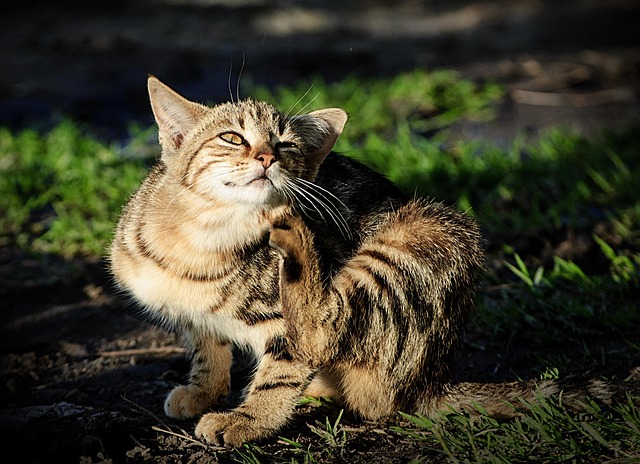 Kat, Dyr, Feline, Kæledyr
