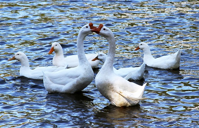 Free Ducks Swans photo and picture