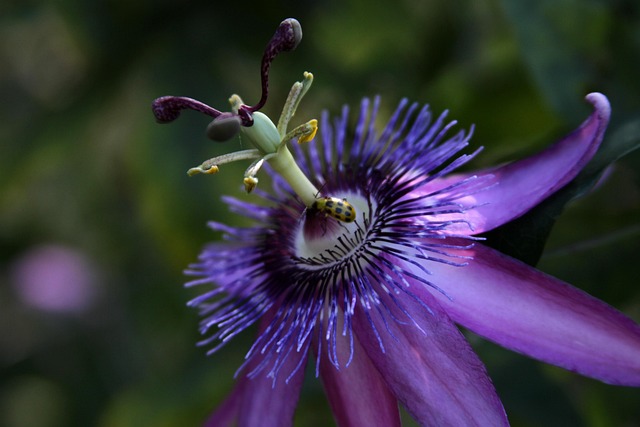 Free Passion Vine Flower photo and picture