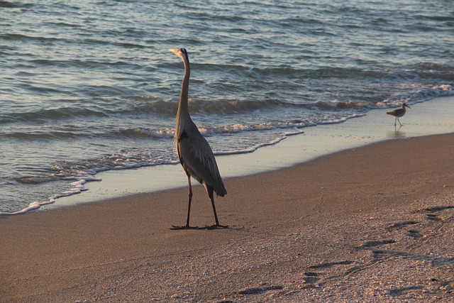 Free Beach Nature photo and picture