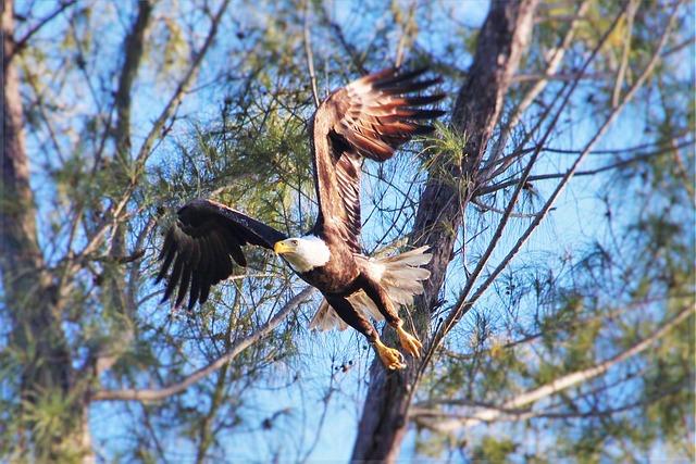 Free Eagle Flight photo and picture