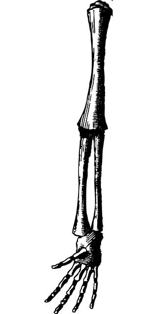 Free fetus arm arm fetus vector