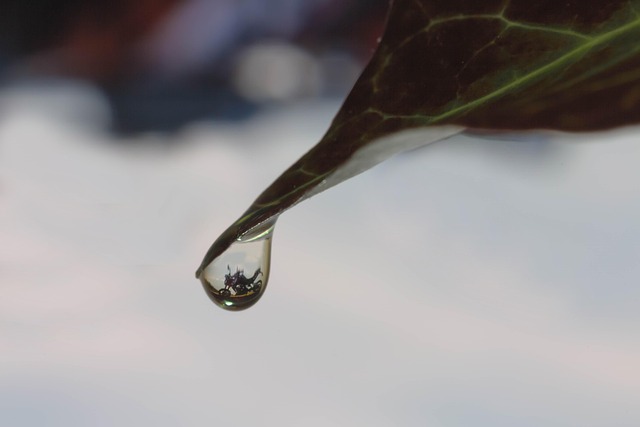 Free Ivy Leaf photo and picture