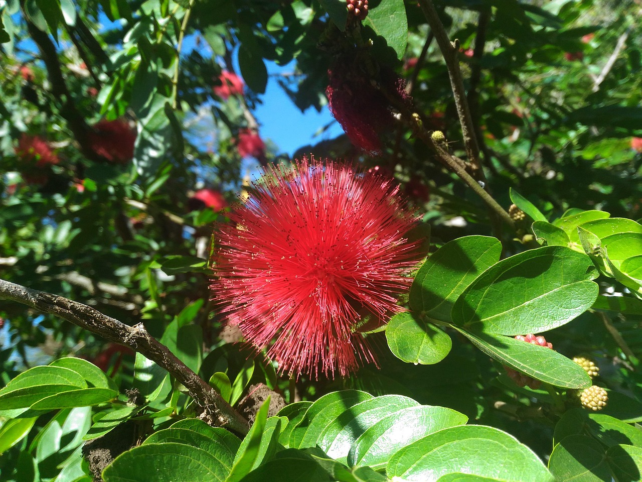 Flor Roja - Foto gratis en Pixabay - Pixabay