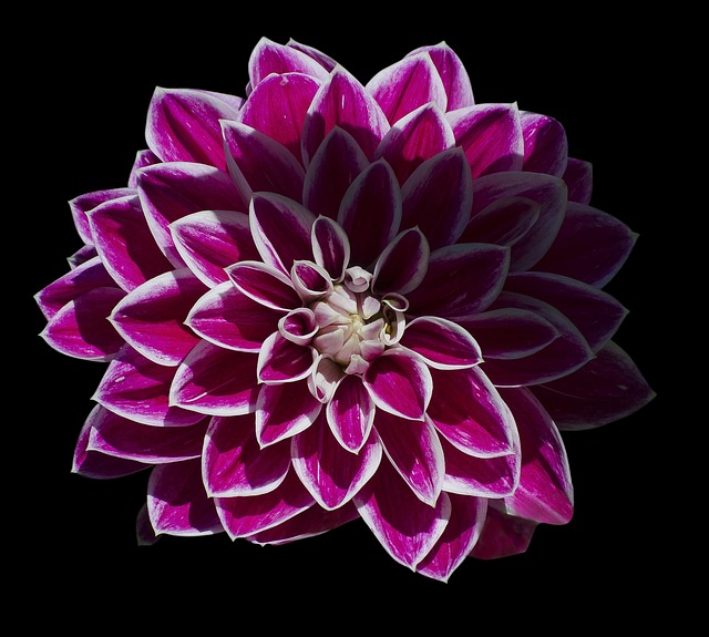 Fleur Jonquille Rose Photo Gratuite Sur Pixabay Pixabay fleur-jonquille-rose-photo-gratuite-sur-pixabay-pixabay
