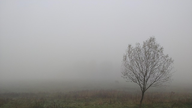 Free Fog Autumn photo and picture