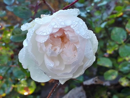 Free Bush Rose White photo and picture