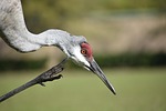 birds, crane, sandhill crane