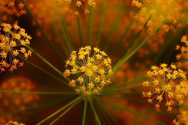 Free Plant Flower photo and picture