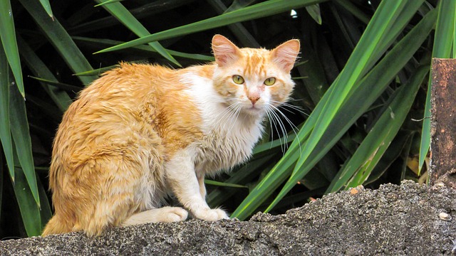 Free Cat Nature photo and picture