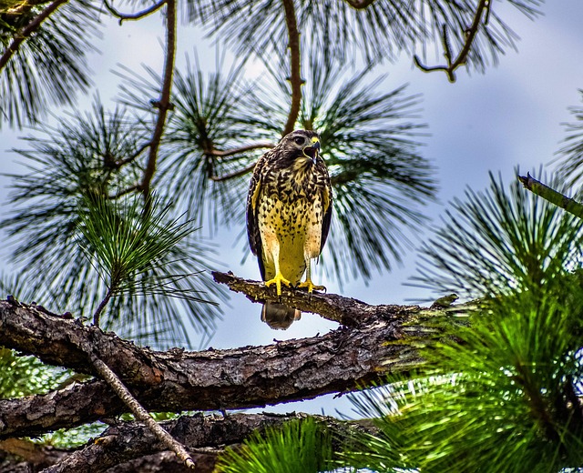 Free Bird Hawk photo and picture