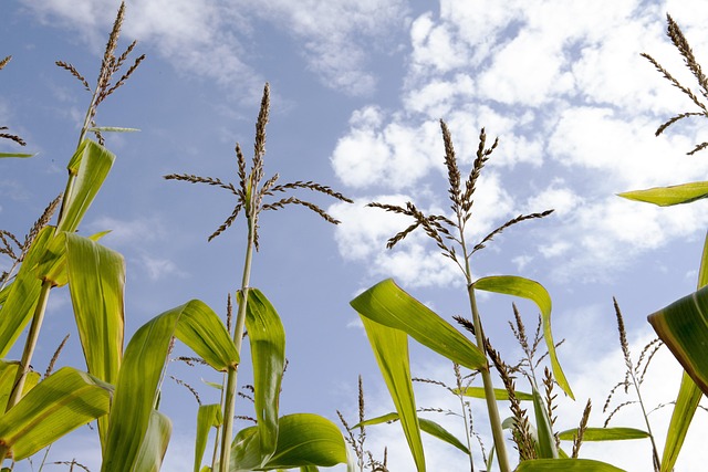 Free Corn Corn Field photo and picture
