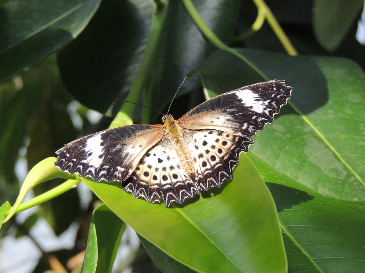  Foto zu Schmetterling Natur Nahaufnahme - Kostenloses Foto auf Pixabay - Pixabay 