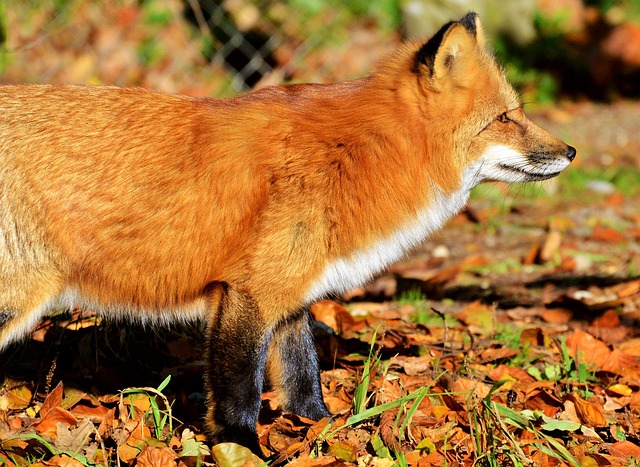 Free Fox Nature photo and picture