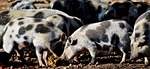 pot bellied pig, pig, piglet
