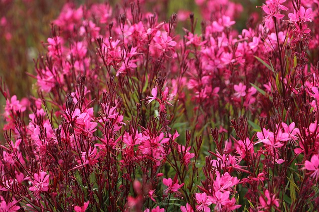 Blumen, Blumentapete, Natur, Rosa