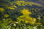 asia, field, food