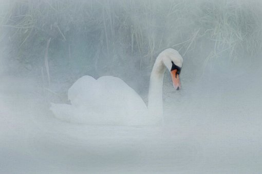 Schwan, Wareham, Dorset, Vogel, England