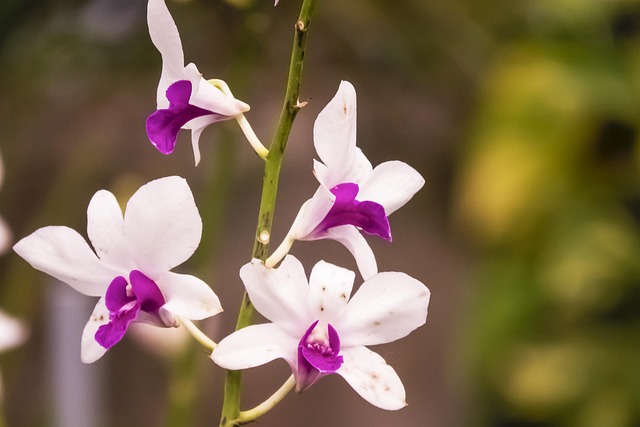 Free Orchid White photo and picture