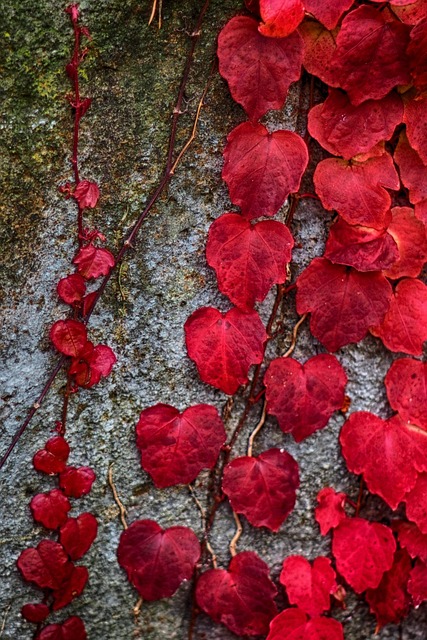 Free Autumn Leaves photo and picture