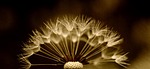 dandelion, seeds, drip