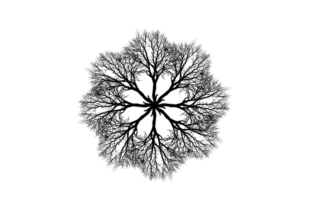 Download free HD stock image of Tree Bald Free tree bald ring illustration