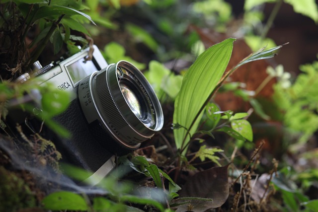 Free Yashica The Camera Nature photo and picture