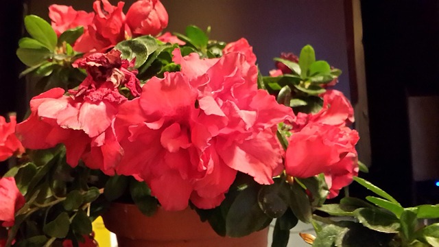 Free Azalea Red photo and picture