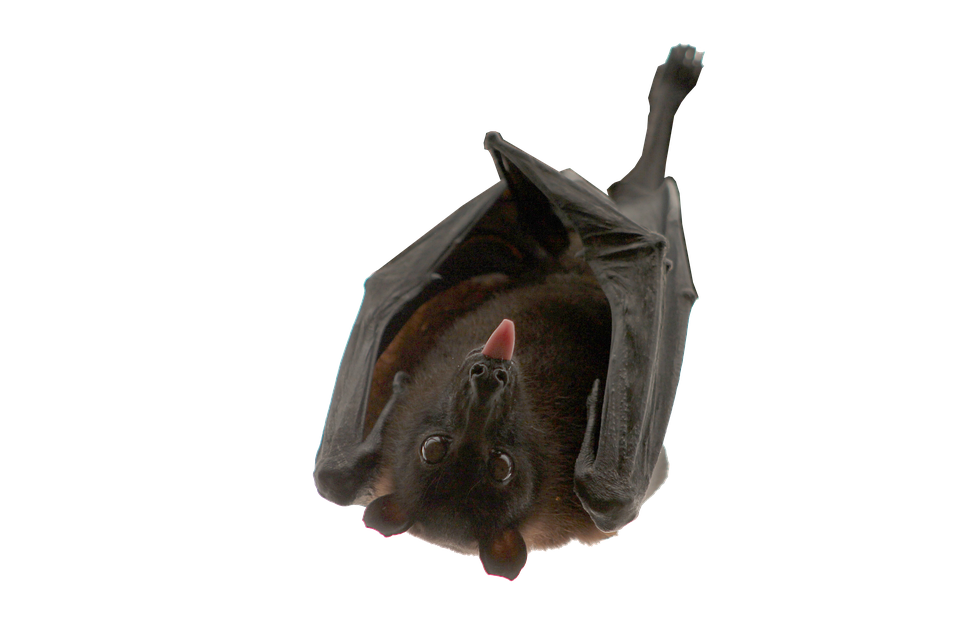Bat Hanging Isolated Free photo on Pixabay Pixabay