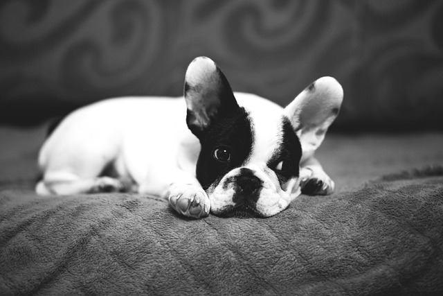 Free Animals Adorable photo and picture