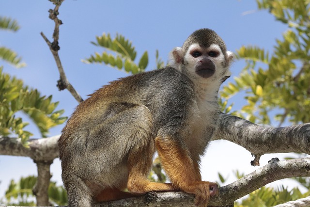 Free Squirrel Monkey Saïmiri photo and picture