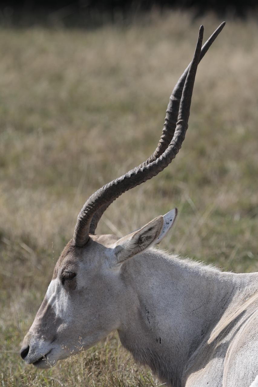 Tier Afrika Horn Kostenloses Foto auf Pixabay Pixabay