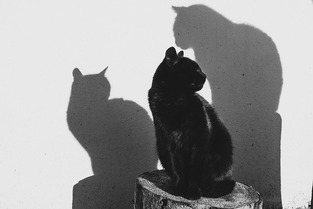 Tiere, Schwarz Und Weiß, Schwarz, Weiß